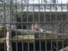 2011040701142427_k-Zoo 190.jpg